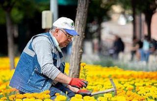 Mamak daha yeşil oluyor