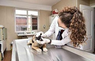 Mamak’ta bir yıl boyunca 12 bini aşkın hayvan...