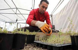 Manavgat’ı yeşillendirmek için fideler üretiliyor