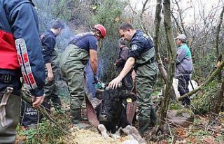 Manisa’da uçuruma düşen gebe inek itfaiye tarafından...