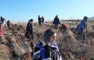 Manyaslı gençler meşe fidanını ektiler