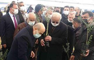 Mardin’de çiftçiye 750 bin fidan dağıtıldı