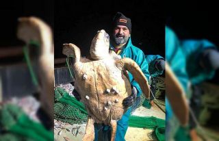 Marmara’da ağlara takılan caretta caretta balıkçıları...