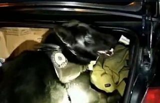 Metal yiyecek kutusundaki uyuşturucuyu ’Bella’...