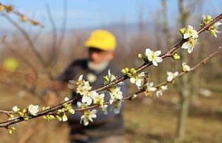 Mevsimi şaşıran erik ağaçları Aralık’ta çiçek...