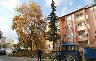 Mevsimsel budama çalışmaları sürüyor