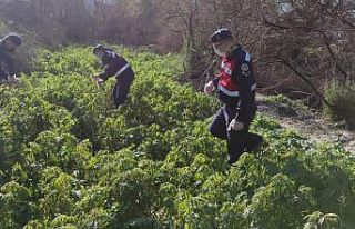 Milas’ta 17 bin 660 kök kenevir ele geçirildi