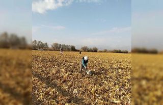 Mısır başağı çiftçilere ikinci gelir kaynağı...