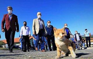 Muğla Büyükşehir barınağında 26 Bin 529 hayvan...