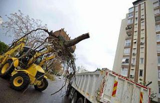 Muratpaşa’da devrilen 170 ağaca müdahale