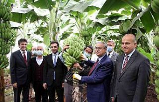 Muzda 6 çeşit tescillenecek