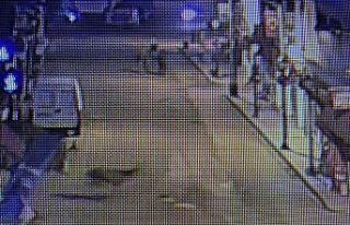 Nallıhan’da kızıl geyik polis kameralarına da...