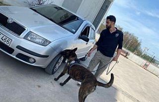 Narkotik köpeği ‘Sis’ uyuşturucuya geçit vermiyor