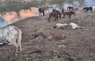 Nehir kenarında kesilmekten kurtarılmışlardı,...