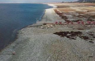 Nesli tükenmekte olan Dikkuyrukların kış durağı...