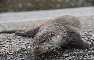 Nesli tükenmekte olan su samuru, aracın çarpması...