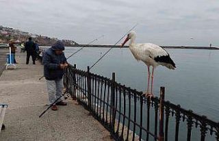 O leyleğin başına gelmeyen kalmamış