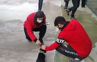 Öğrenciler sokak hayvanlarıyla ilgilendi