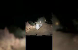 Oklu kirpilerin akşam gezintisi