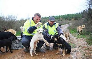 Okul tatil olunca yemekleri sokak hayvanlarına götürdüler