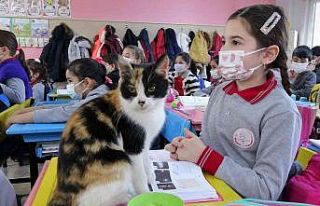 Okula sığınan "Minnoş" kedi, uslu uslu...