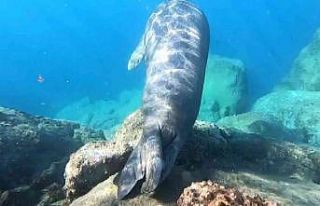 Ölü taklitti yapan Akdeniz foku görenleri şaşkına...