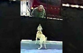 Önce köpeğin saldırganlığını test etti, sonra...