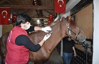 Ordu’da 471 bin hayvan aşılandı