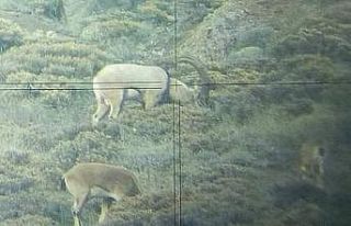 Ordu’da çengel boynuzlu yaban keçisi sayısı...
