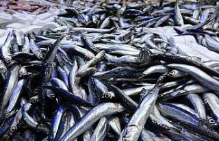 Ordu’da tezgahlar hamsisiz kaldı: Kasası 500 liraya...