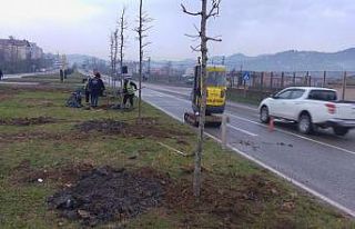 Ordu’da yeşil seferberlik