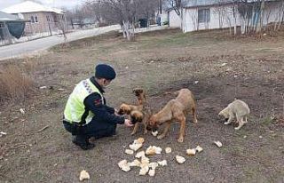 Ormana bırakılan sokak köpeklerine jandarma sahip...
