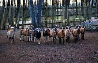 Ormanya’ da haftalık bakım yapıldı, hayvanlar...