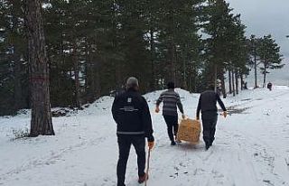Osmaniye’de sokak ve yaban hayvanlarına mama ve...