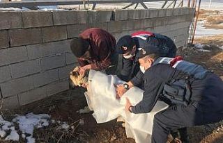 Otomobilin çarptığı köpeği jandarma sahiplendi