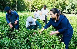 ’Oyratlı biberi’ için coğrafi işaret başvurusu...
