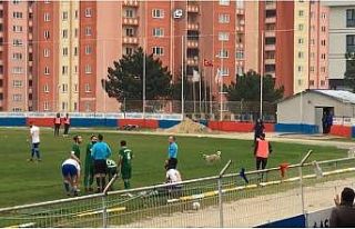Oyun oynamak için sahaya giren köpek top yardımıyla...