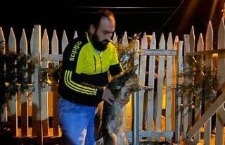 (ÖZEL) Afyonkarahisar’da zehirli yiyecekler ile...