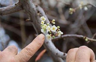 (ÖZEL) Aralık ayında erik ağacı çiçek açtı