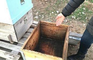 (ÖZEL) Arıcıların başı hırsızlarla dertte