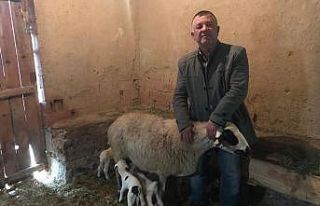 (ÖZEL) Beşiz kuzular neşe ve umut kaynağı oldu