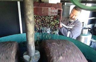 (Özel) Bu da zeytin sütü