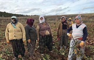 (ÖZEL) Kadın tarım işçilerinin zorlu mesaisi