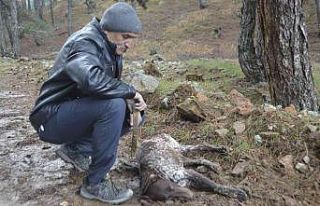 (ÖZEL) Kütahya’da 5 çoban köpeği ve yabani...