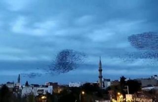 (özel) Siverek’te sığırcık kuşları gökyüzünde...