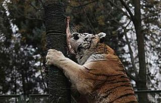 (Özel) Zoopark’ta yırtıcı hayvanların beslenmeleri...