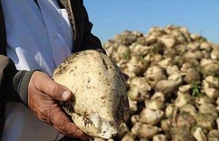 Pancar üreticisinin fiyat bekleyişi sürüyor