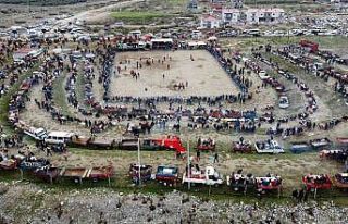 Pehlivan develer kozlarını Buharkent’te paylaştı