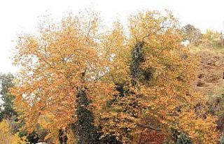 Pınarbaşı sonbaharın renklerine büründü