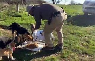 Polisten sokak hayvanlarına mama